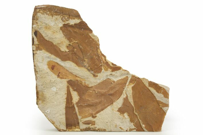 Fossil Seed Fern (Glossopteris) Plate - Australia #321023